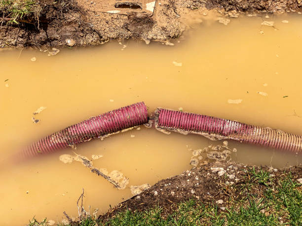 Best Basement water damage restoration  in Winchester, IL